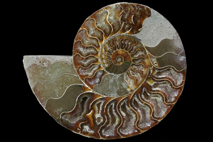 Cut Ammonite Fossil (Half) - Agatized #69052